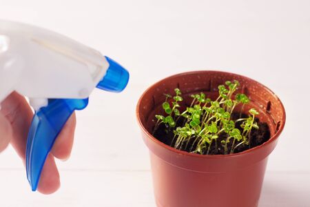 Spruzzatore per giardino e casa da 750 ml – Flacone nebulizzatore manuale con ugello fine – Dimensioni 25×10 cm, colore casuale