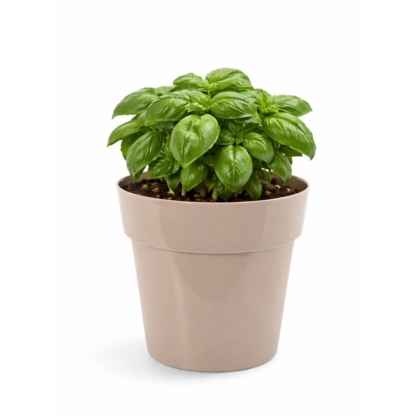 Mini vaso in plastica per piante – Dimensioni 12 cm – Ideale per piantine, talee e piante compatte